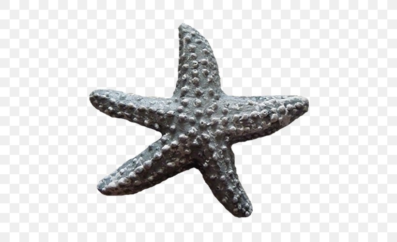 Starfish Sea Clip Art, PNG, 500x500px, Starfish, Animal, Echinoderm, Invertebrate, Marine Invertebrates Download Free