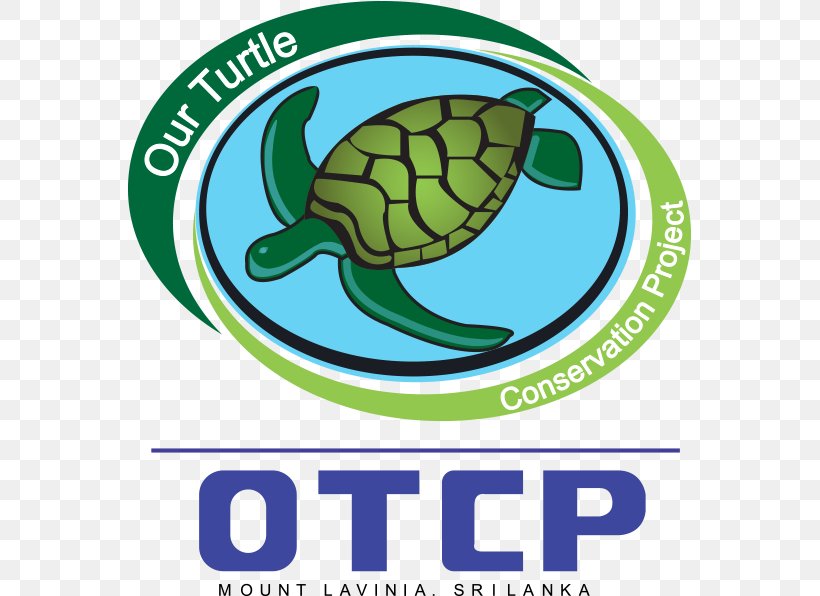 Endangered Sea Turtles Sea Turtle Restoration Project Tortoise, PNG, 563x596px, Sea Turtle, Area, Artwork, Brand, Conservation Download Free