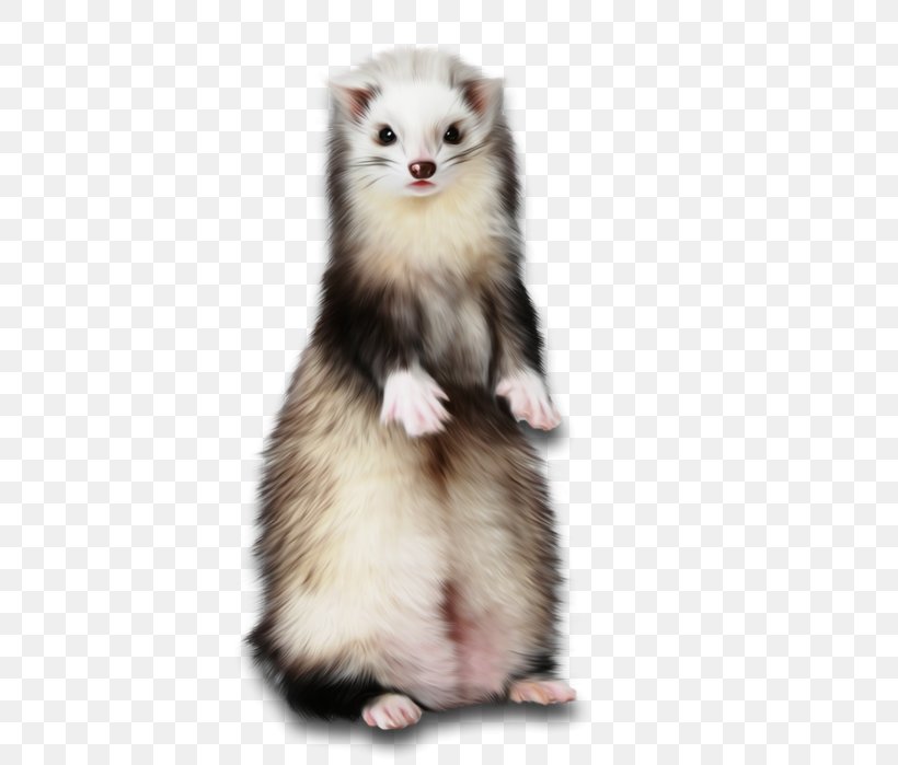 Ferret Weasels Cat Paper Rodent, PNG, 466x699px, Ferret, Animal, Black Footed Ferret, Canvas, Canvas Print Download Free