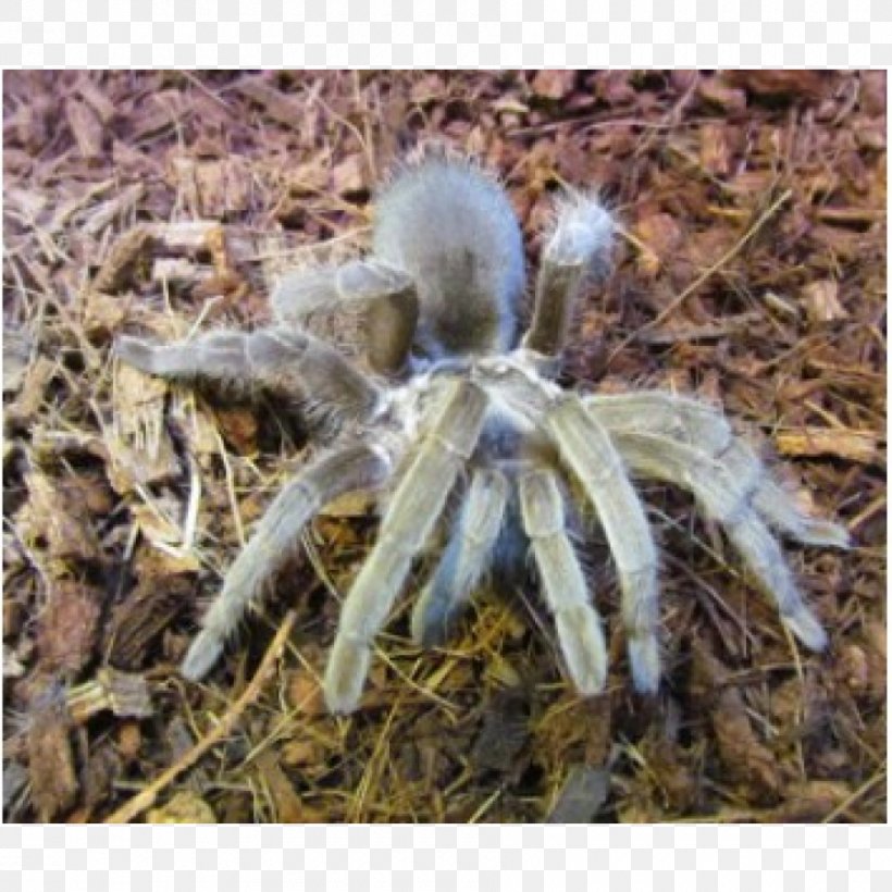 Spider Australia Goliath Birdeater Tarantula, PNG, 900x900px, Spider, Arachnid, Arthropod, Australia, Australian Funnelweb Spider Download Free