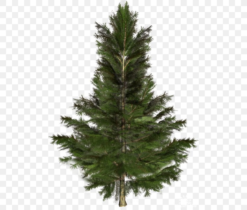 Spruce Fir Larch Pine Tree, PNG, 500x697px, Spruce, Christmas Decoration, Christmas Ornament, Christmas Tree, Conifer Download Free