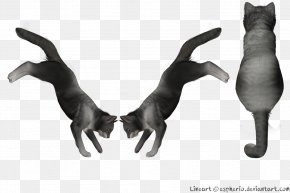 Grey Cat - DeviantArt Squirrelflight Cat Warriors PNG