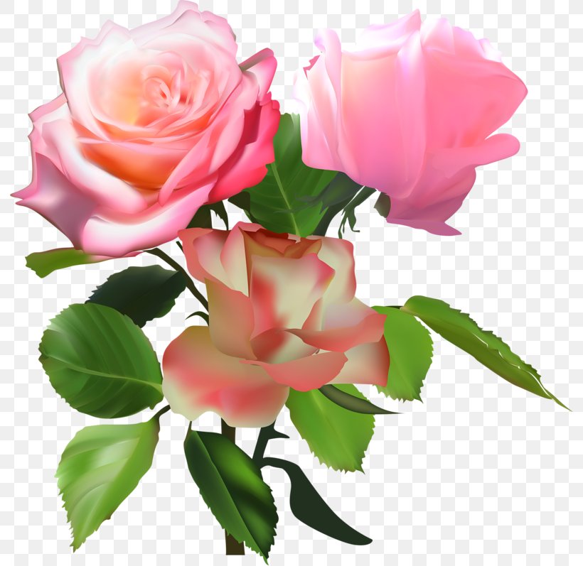 Garden Roses Centifolia Roses Memorial Rose Floribunda Damask Rose, PNG, 800x797px, Watercolor, Cartoon, Flower, Frame, Heart Download Free