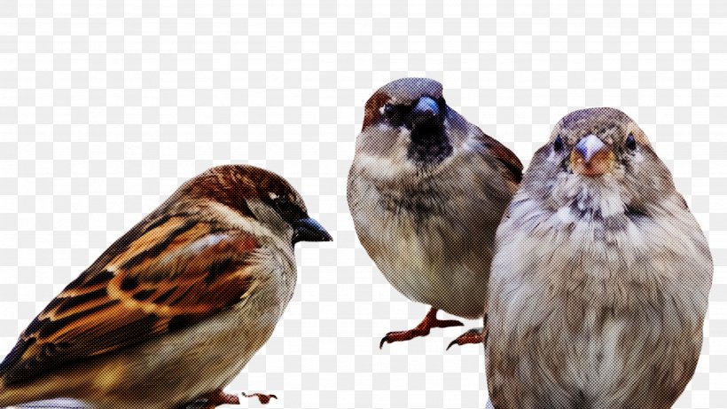 Bird House Sparrow Sparrow Beak Song Sparrow, PNG, 2668x1500px, Bird, Adaptation, Beak, Finch, House Sparrow Download Free