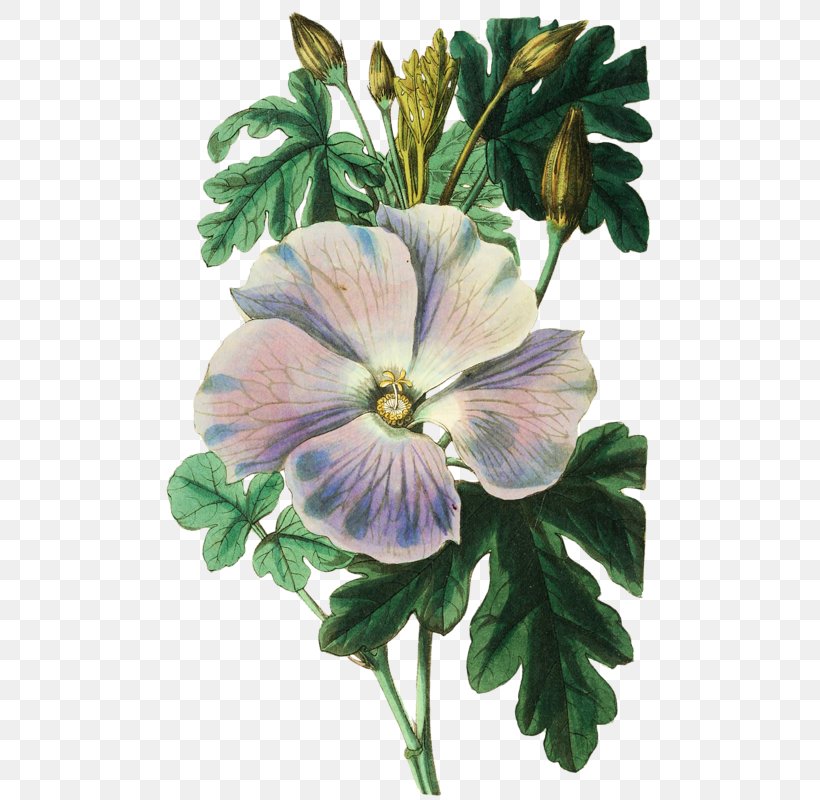 Botanical Illustration Botany Watercolor Painting Shoeblackplant, PNG, 522x800px, Botanical Illustration, Annual Plant, Art, Artist, Botany Download Free