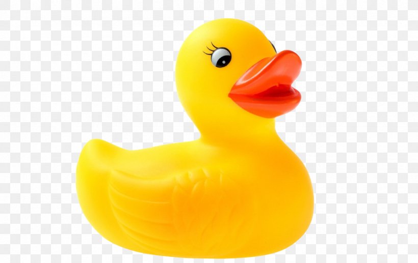 Little Yellow Duck Project Rubber Duck Toy, PNG, 1024x646px, Duck, Beak, Bird, Child, Ducks Geese And Swans Download Free