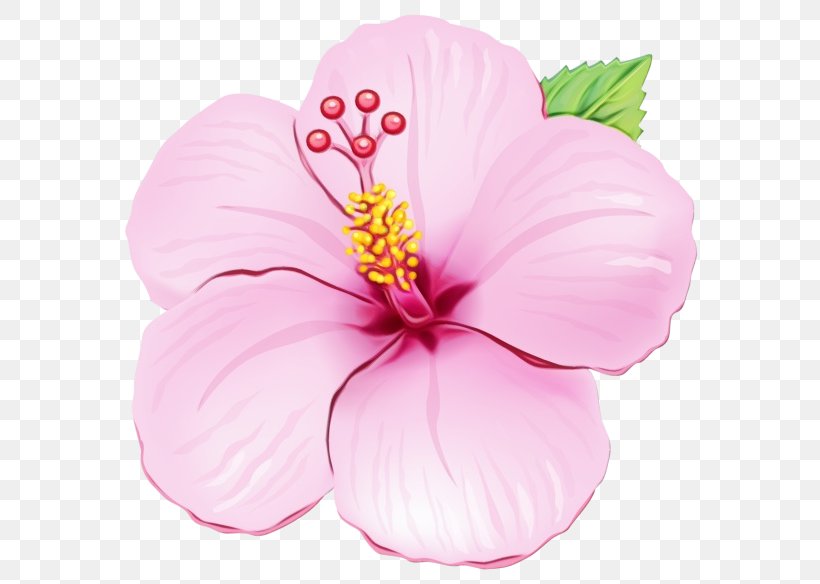 Drawing Of Family, PNG, 600x584px, Drawing, Chinese Hibiscus, Flower, Hawaiian Hibiscus, Hibiscus Download Free