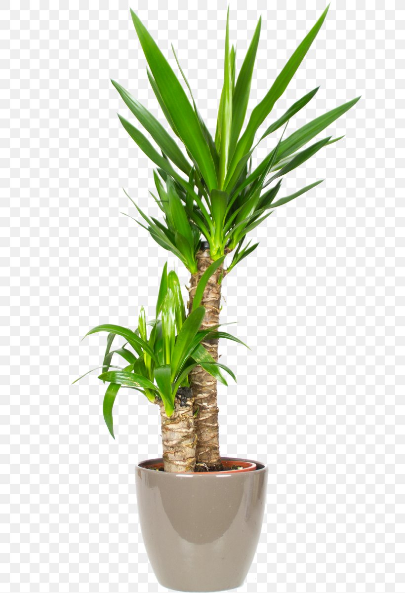 Spineless Yucca Palm Trees Howea Forsteriana Houseplant Fiddle-leaf Fig, PNG, 650x1201px, Spineless Yucca, Areca Palm, Arecales, Chamaedorea, Chamaedorea Elegans Download Free