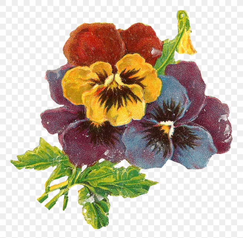 Pansy Floral Design Botanical Illustration Flower, PNG, 1600x1567px, Pansy, Annual Plant, Art, Botanical Illustration, Botany Download Free