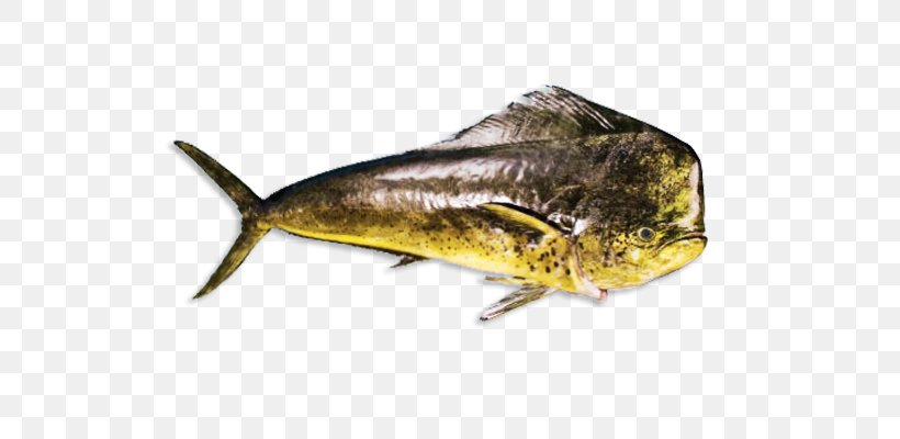 Sardine Mahi-mahi Oily Fish Escolar, PNG, 640x400px, Sardine, Aquarium, Bony Fish, Coryphaena, Ecuador Download Free
