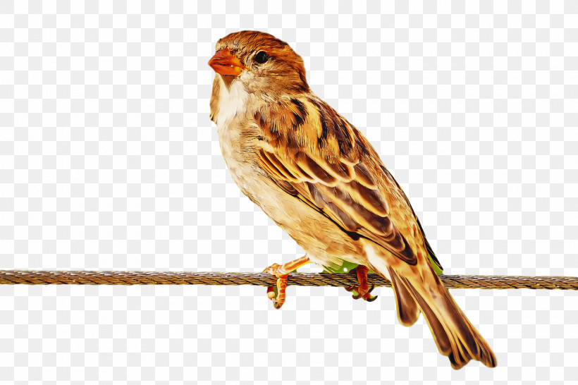Bird, PNG, 1920x1280px, Bird, Atlantic Canary, Beak, Canary, Emberizidae Download Free