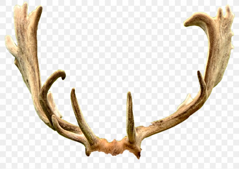 Deer Antler Trophy Hunting Ford Mustang Horn, PNG, 1748x1240px, Deer, Antler, Feeling, Ford Mustang, Health Download Free