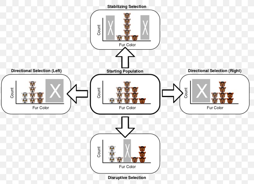 Directional Selection Stabilizing Selection Disruptive Selection Natural Selection Balancing Selection, PNG, 1024x740px, Directional Selection, Allele, Allele Frequency, Area, Balancing Selection Download Free