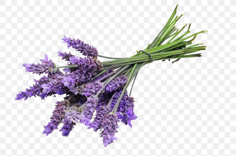 English Lavender Lavender Oil Sequim Essential Oil, PNG, 1280x850px, English Lavender, Cocamide Dea, Essential Oil, Flower, Glycerol Download Free