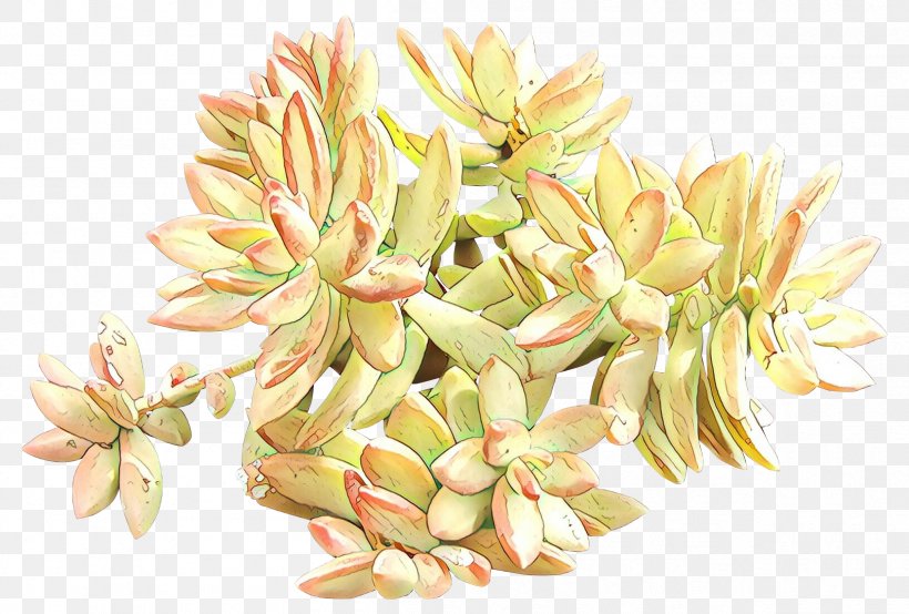 Flower Plant Echeveria Stonecrop Family Flowering Plant, PNG, 2409x1629px, Cartoon, Echeveria, Flower, Flowering Plant, Plant Download Free