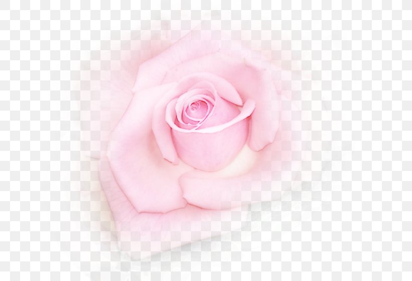 Garden Roses Cabbage Rose Cut Flowers Petal Pink M, PNG, 660x559px, Watercolor, Cartoon, Flower, Frame, Heart Download Free
