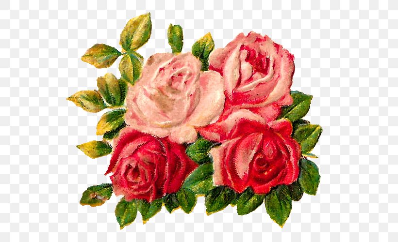 Garden Roses Cabbage Rose Floribunda Cut Flowers Floral Design, PNG, 595x500px, Garden Roses, Art, Artificial Flower, Cabbage Rose, Cut Flowers Download Free