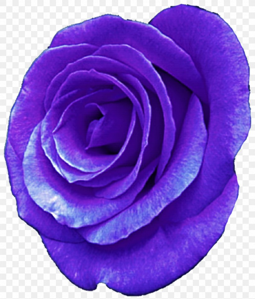 Centifolia Roses Purple Flower Garden Roses Violet, PNG, 920x1080px, Centifolia Roses, Blue, Blue Rose, Cobalt Blue, Cut Flowers Download Free