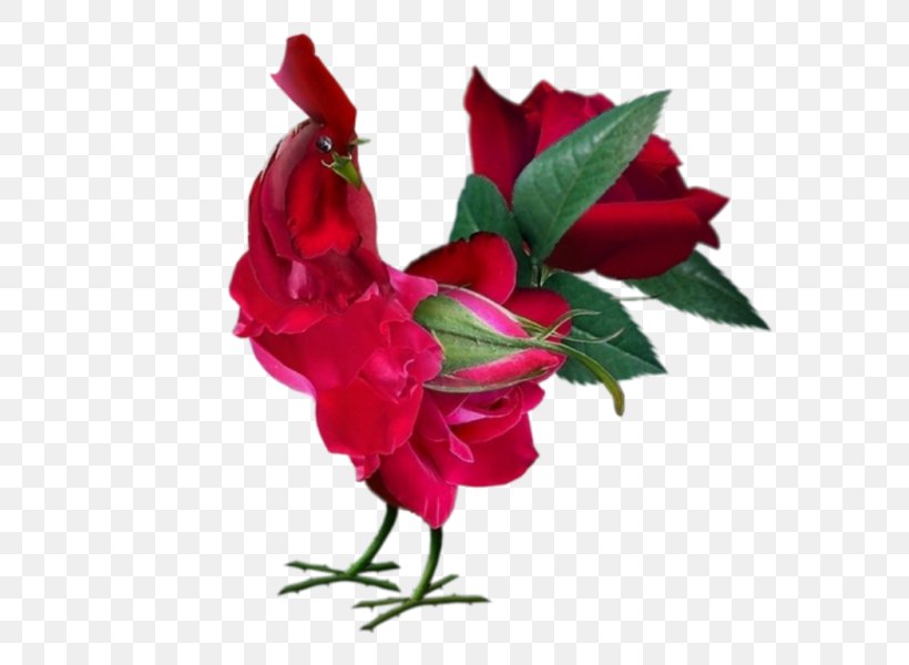 China Rose Rose Water Rose Hip Flower, PNG, 800x600px, China Rose, Chicken, Cut Flowers, Floral Design, Floristry Download Free