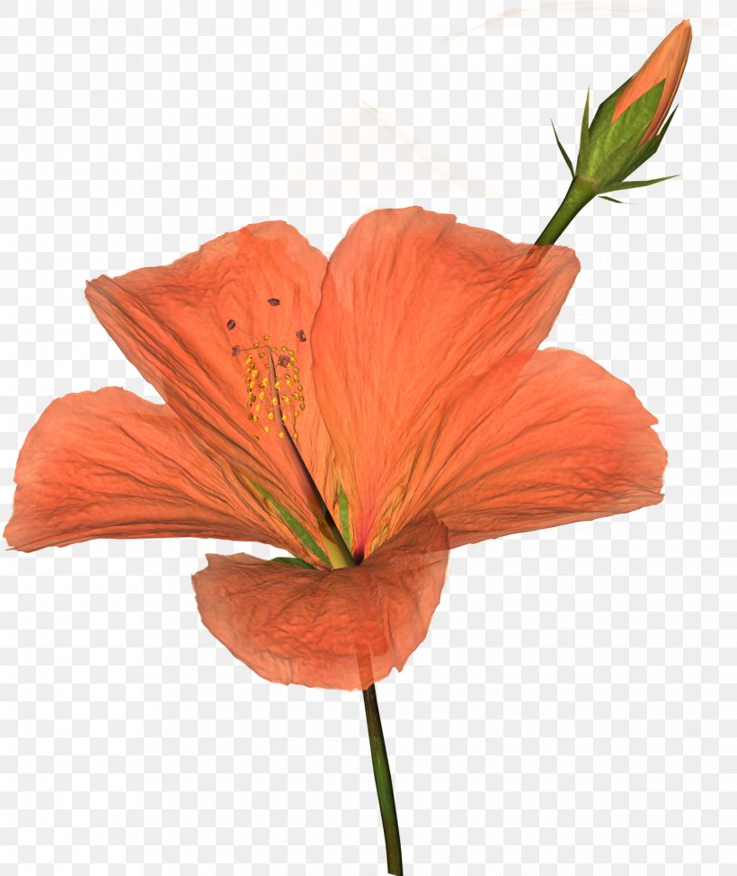 Clip Art, PNG, 1346x1600px, Drawing, Coquelicot, Flower, Flowering Plant, Hibiscus Download Free