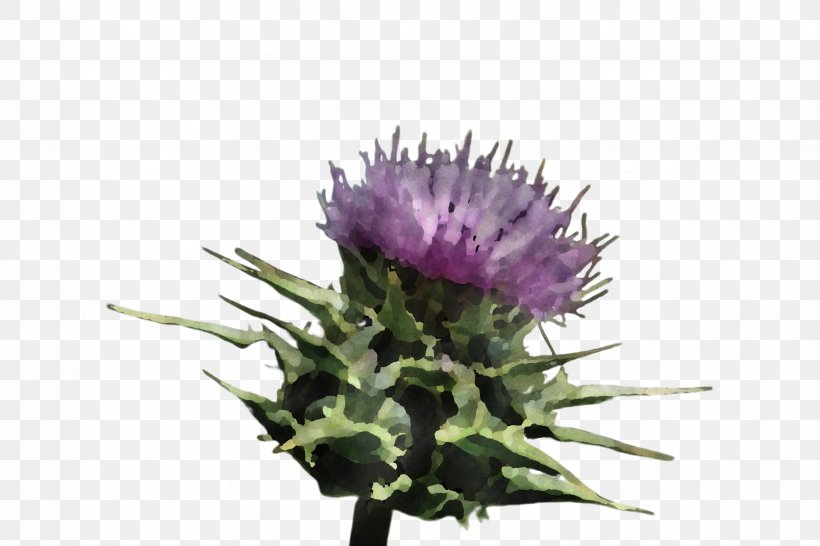 Flower Thistle European Marsh Thistle Artichoke Thistle Plant, PNG, 2448x1632px, Flower, Artichoke Thistle, Burdock, Cynara, European Marsh Thistle Download Free