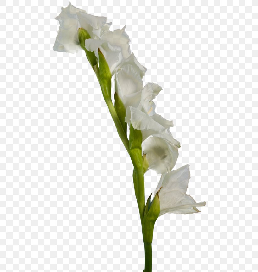 Gladiolus White Flower Clip Art, PNG, 500x866px, Gladiolus, Arum, Cut Flowers, Floral Design, Flower Download Free