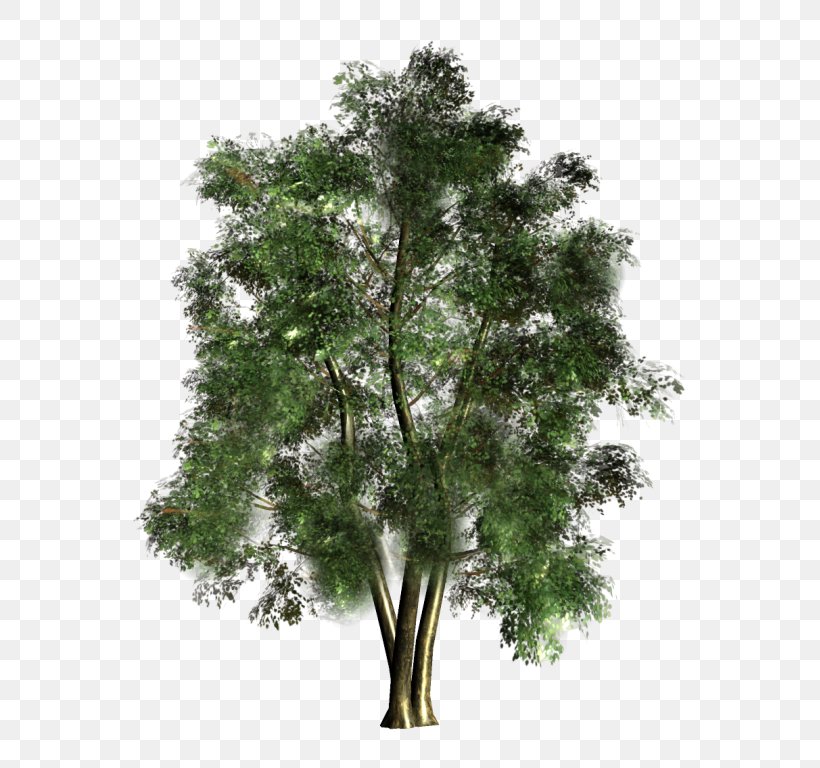 Tree Forest, PNG, 585x768px, Tree, Architectural Rendering, Black Locust, Branch, Forest Download Free