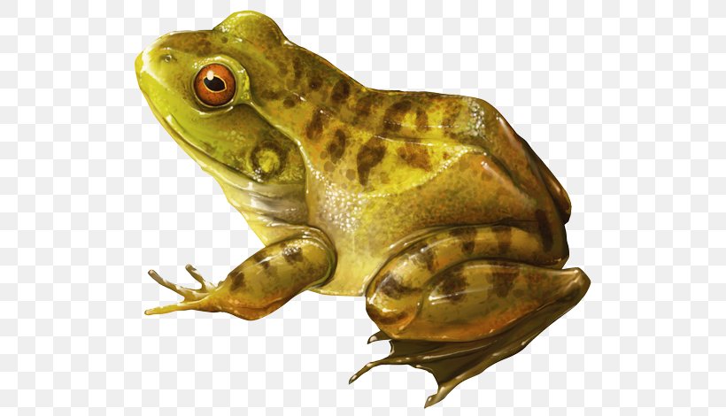 American Bullfrog Amphibian Toad YouTube, PNG, 550x470px, American Bullfrog, American Water Frogs, Amphibian, Animal, Bullfrog Download Free