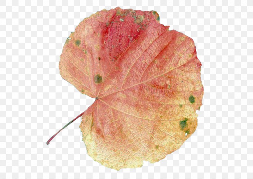 Autumn Leaf Color, PNG, 999x709px, Leaf, Autumn, Autumn Leaf Color, Deciduous, Green Download Free