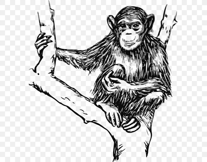 Chimpanzee Ape Line Art Drawing Clip Art, PNG, 591x640px, Chimpanzee, Ape, Art, Black And White, Carnivoran Download Free