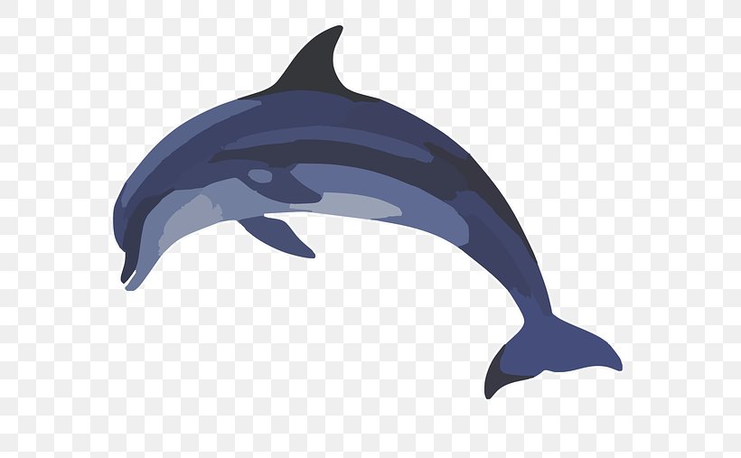 Common Bottlenose Dolphin Common Dolphin Clip Art, PNG, 640x507px, Common Bottlenose Dolphin, Bottlenose Dolphin, Chilean Dolphin, Common Dolphin, Cuteness Download Free