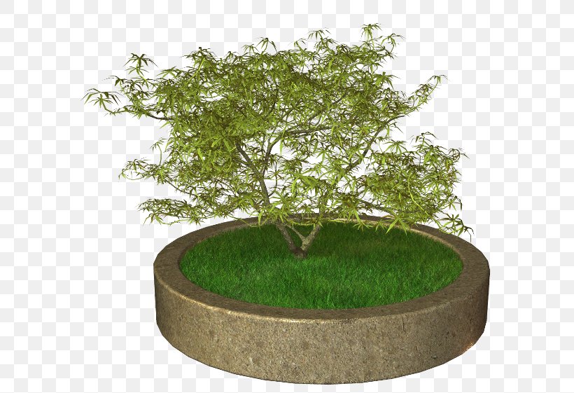 Sageretia Theezans Flowerpot Ornamental Plant Tree, PNG, 600x561px, Sageretia Theezans, Bonsai, Flower, Flowerpot, Grass Download Free