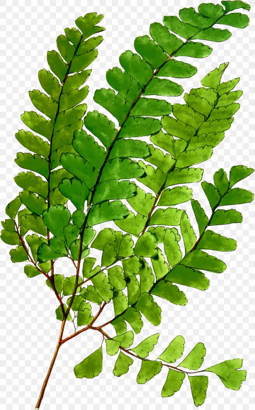Windows Metafile The Plays Clip Art, PNG, 1490x2400px, Windows Metafile, Fern, Ferns And Horsetails, Frond, Leaf Download Free