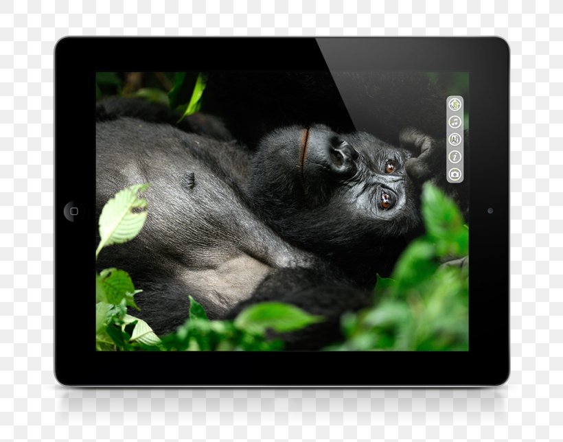 Gorilla Photographer Photography Chimpanzee News, PNG, 1024x805px, Gorilla, Chimpanzee, Copyright, Ebook, English Download Free