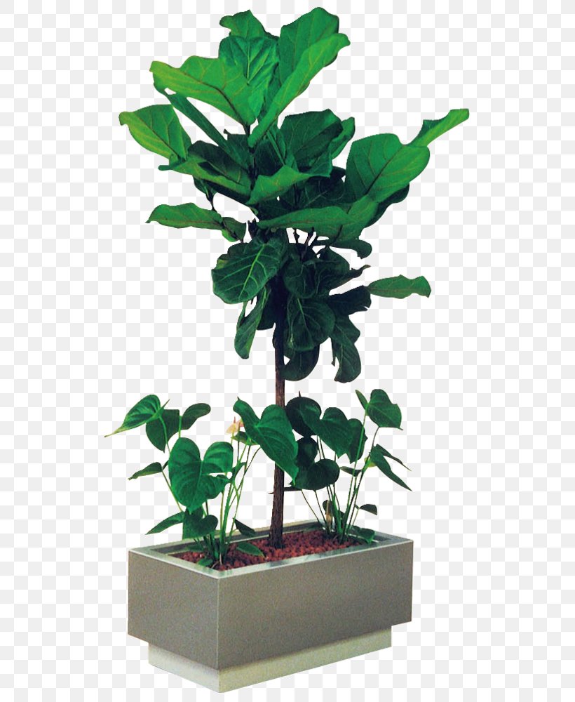 Leaf Flowerpot Houseplant Plant Stem Tree, PNG, 546x1000px, Leaf, Flowerpot, Houseplant, Plant, Plant Stem Download Free