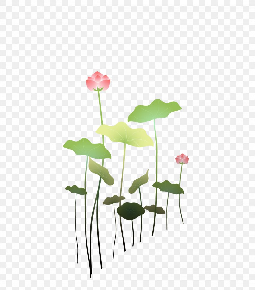 Nelumbo Nucifera Plant Petal Wallpaper, PNG, 2200x2500px, Nelumbo Nucifera, Drawing, Flora, Floral Design, Flower Download Free