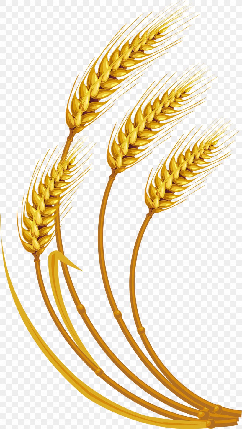 Wheat Grauds Cereal Clip Art, PNG, 1357x2405px, Wheat, Cereal, Commodity, Ear, Emmer Download Free