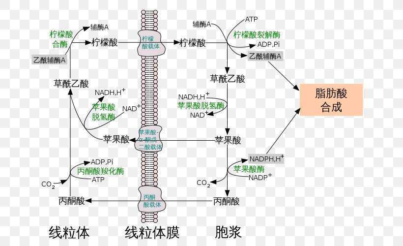 ATP Citrate Lyase Citric Acid 三羧酸轉運體系 Adenosine Triphosphate, PNG, 700x500px, Citric Acid, Acetylcoa, Adenosine Triphosphate, Area, Biosynthesis Download Free