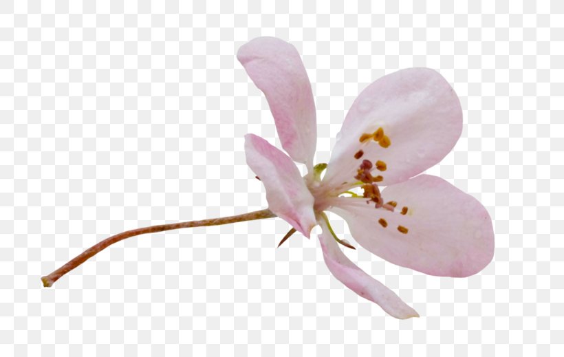 Cherry Blossom Cartoon, PNG, 800x519px, Moth Orchids, Alismatales, Blossom, Cherry Blossom, Flower Download Free