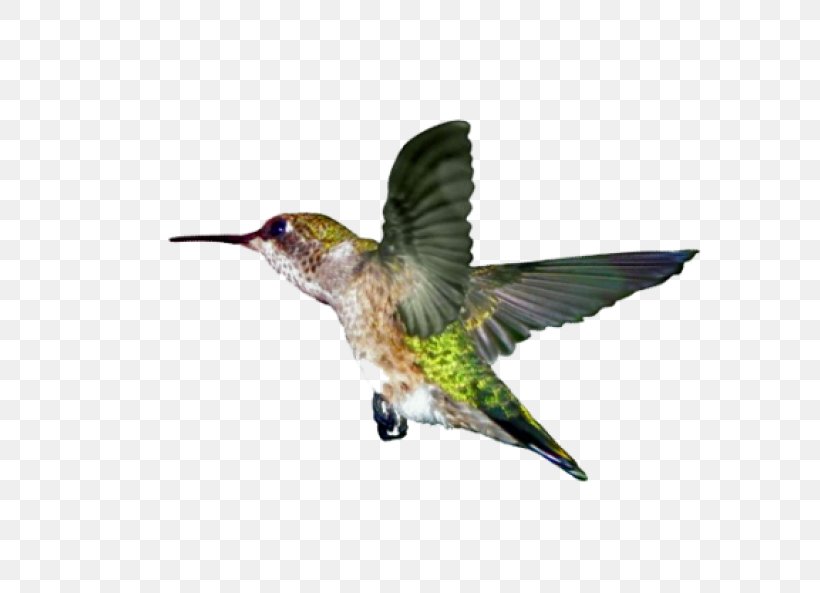 Ruby-throated Hummingbird Wing Beak, PNG, 640x593px, Hummingbird, Agents Of Good, Beak, Bird, Envelope Download Free