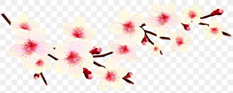 Cherry Blossom Clip Art Image, PNG, 2998x1198px, Cherry Blossom, Blossom, Botany, Branch, Cherries Download Free