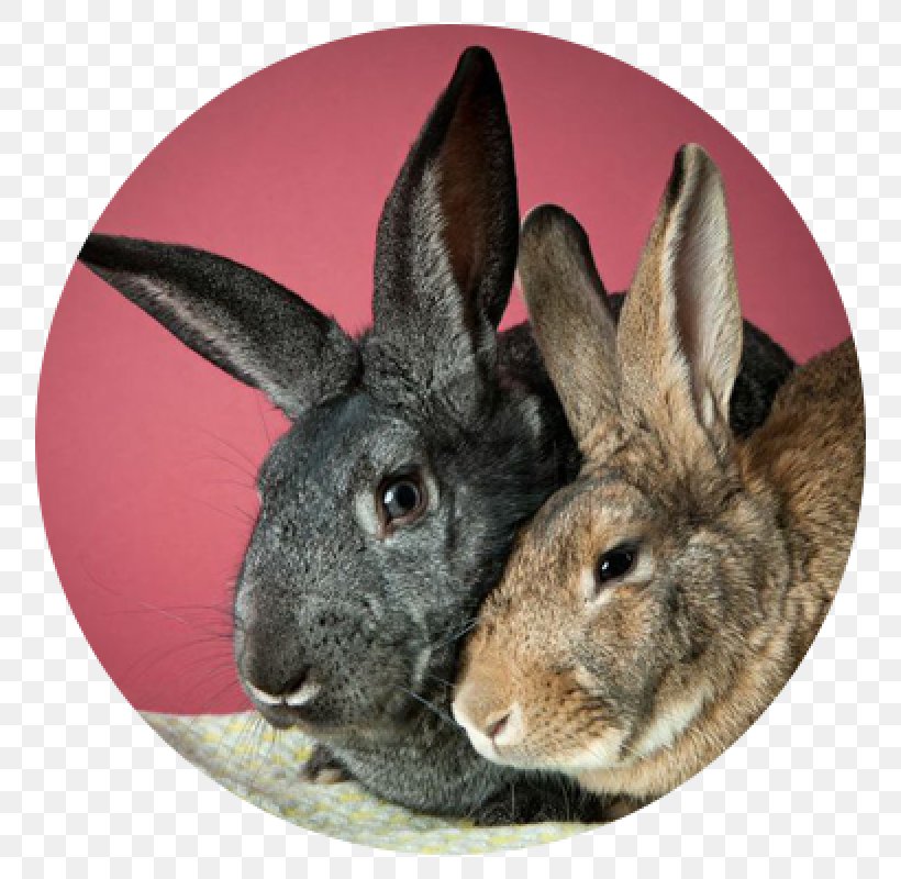 Domestic Rabbit Humane Society Of Chittenden County Pet Adoption Hare, PNG, 800x800px, Domestic Rabbit, Adoption, Animal, Animal Shelter, Burlington Download Free