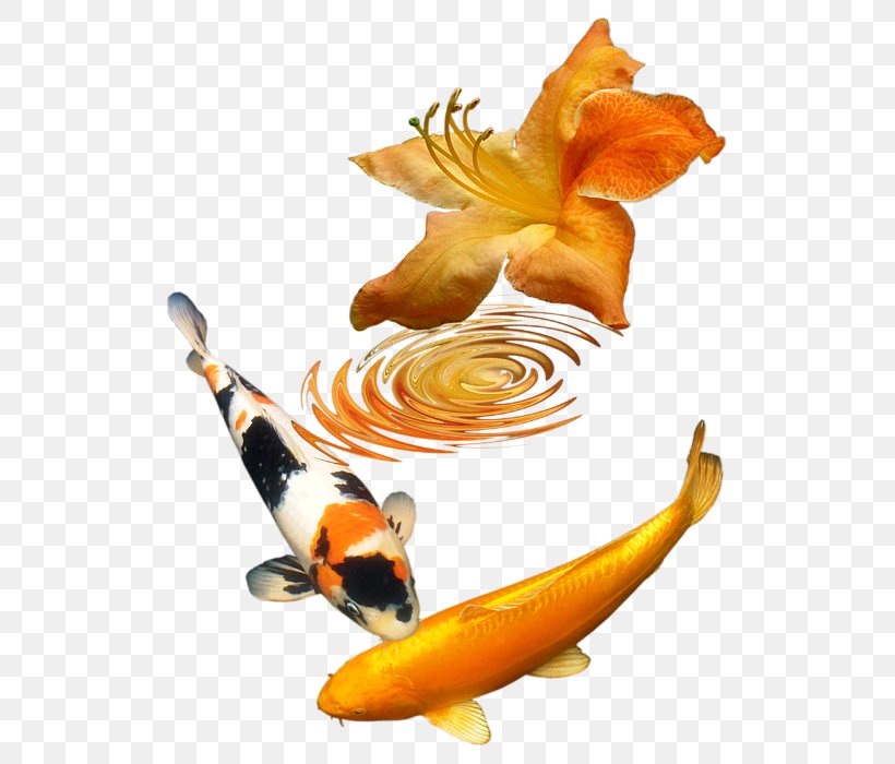 Koi Fish, PNG, 547x700px, Koi, Fish, Orange, Organism, Seafood Download Free