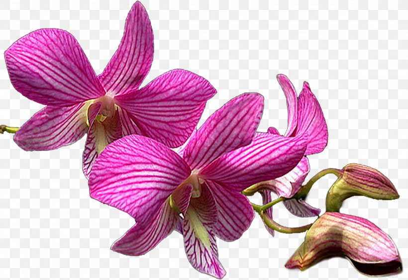Moth Orchids Dendrobium Cattleya Orchids, PNG, 2312x1593px, Moth Orchids, Cattleya, Cattleya Orchids, Ceiling, Dendrobium Download Free