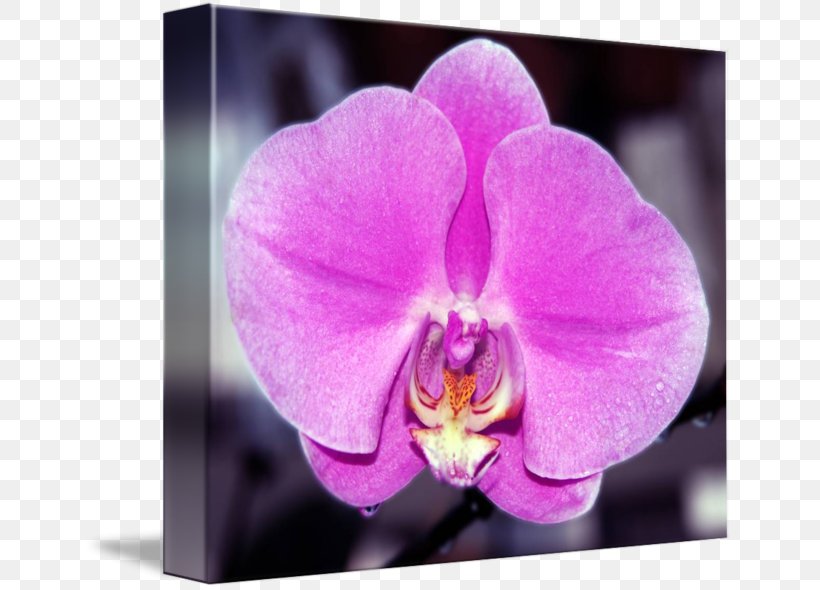 Plant Violet Moth Orchids Lilac, PNG, 650x590px, Plant, Cattleya, Cattleya Orchids, Family, Flora Download Free