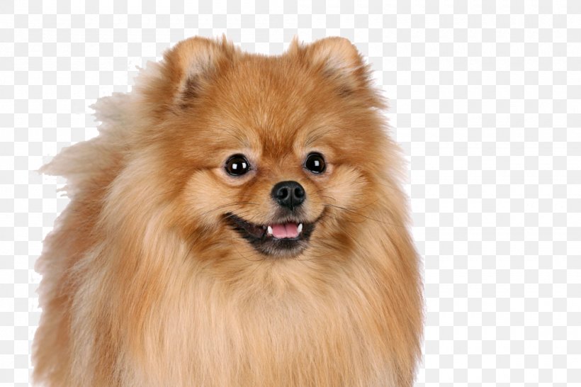Pomeranian Siberian Husky Pug Puppy Dog Breed, PNG, 1000x667px, Pomeranian, Ancient Dog Breeds, Animal, Breed, Carnivoran Download Free