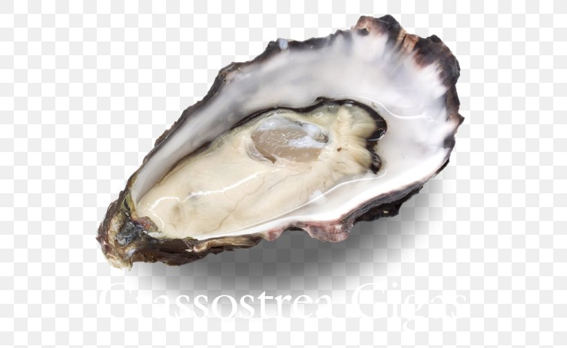 Oyster Wellfleet Food Hatred: Or, The Vindictive Father: A Tale Of Sorrow; Health, PNG, 800x504px, Oyster, Animal Source Foods, Clam, Clams Oysters Mussels And Scallops, Diet Download Free
