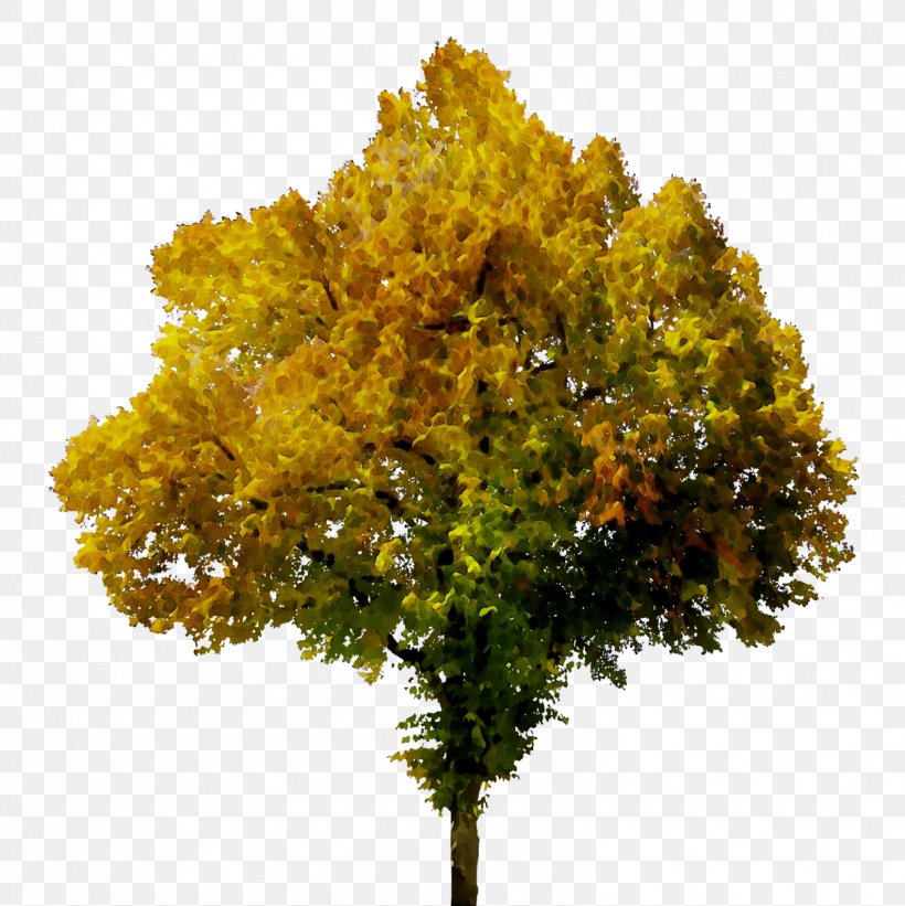 Image Tree Autumn Clip Art, PNG, 1584x1586px, Tree, Autumn, Autumn Leaf Color, Deciduous, European Beech Download Free