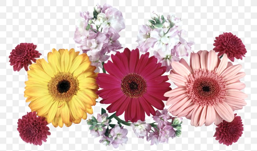 Transvaal Daisy Cut Flowers Chrysanthemum GIF, PNG, 800x483px, Transvaal Daisy, African Daisy, Animation, Annual Plant, Artificial Flower Download Free