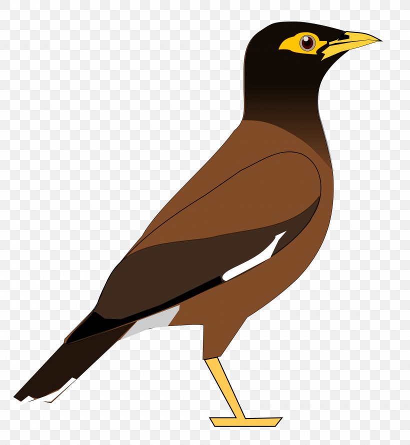 Common Myna Bird Common Hill Myna Clip Art, PNG, 2000x2172px, Common Myna, Acridotheres, Bali Myna, Beak, Bird Download Free